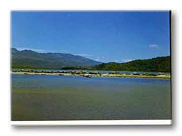 Song Cau